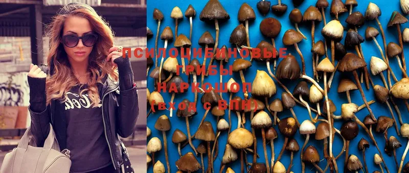 Псилоцибиновые грибы Psilocybe Валуйки